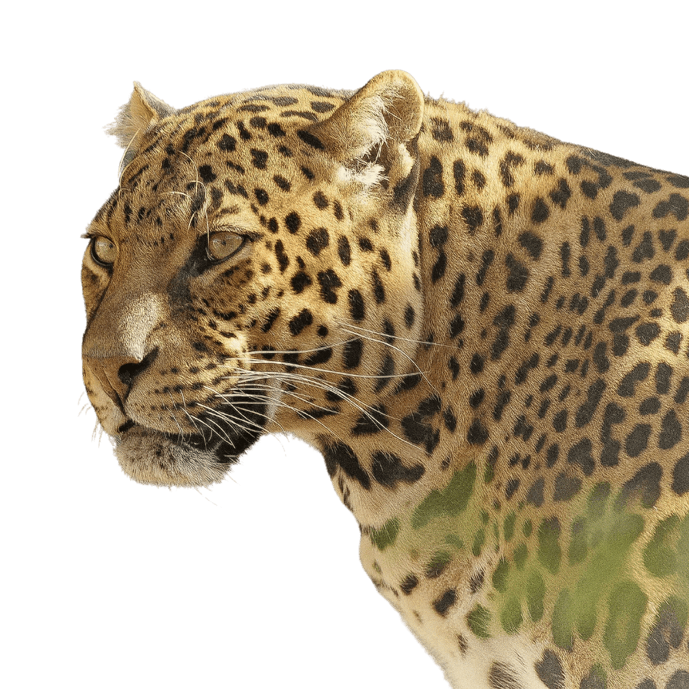 Spiderweb Labs - Artificial Intelligent - AI Wildlife Protection ZA