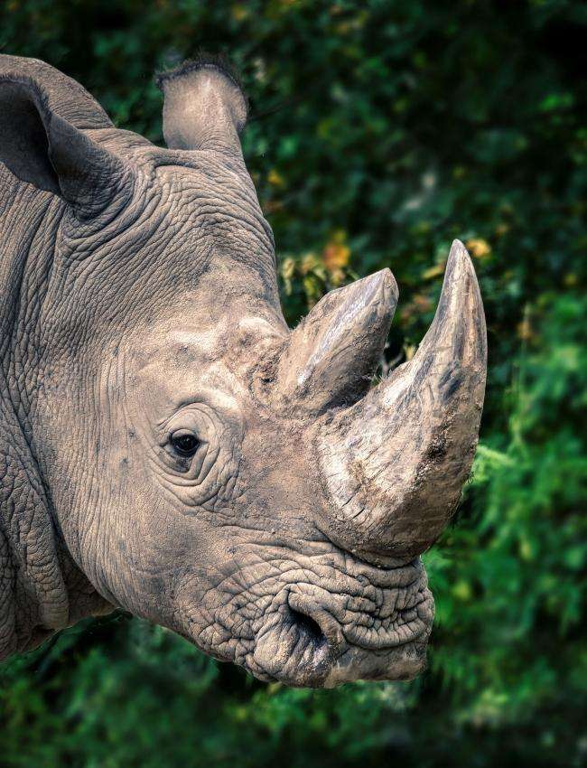 Spiderweb Labs -Rhino Protection South Africa